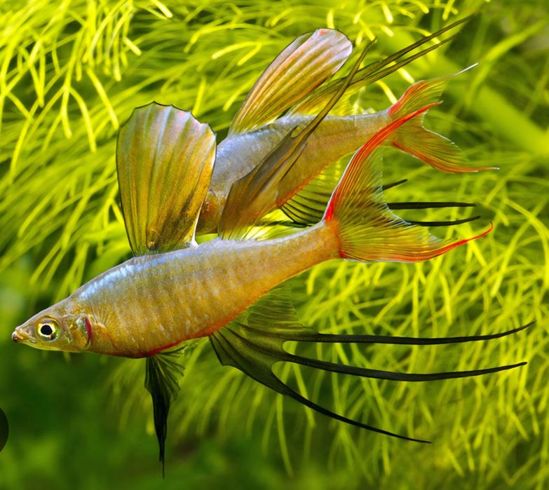 Tęczanka werneri/ tęczanka filigranowa ( Iriatherina verneri )