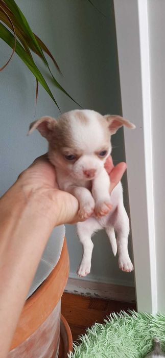 Chihuahua macho cor creme , mini