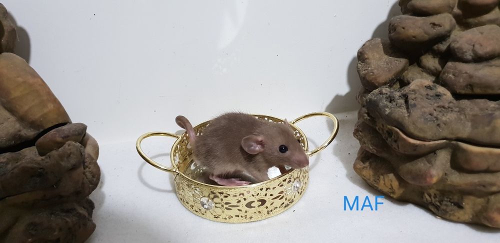 Szczur Szczury Szczurki wspaniałe ogonki Dowóz pod drzwi