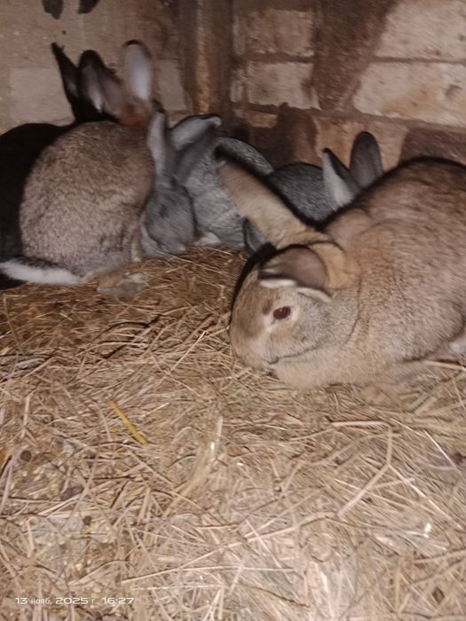 Продам кролів різного віку