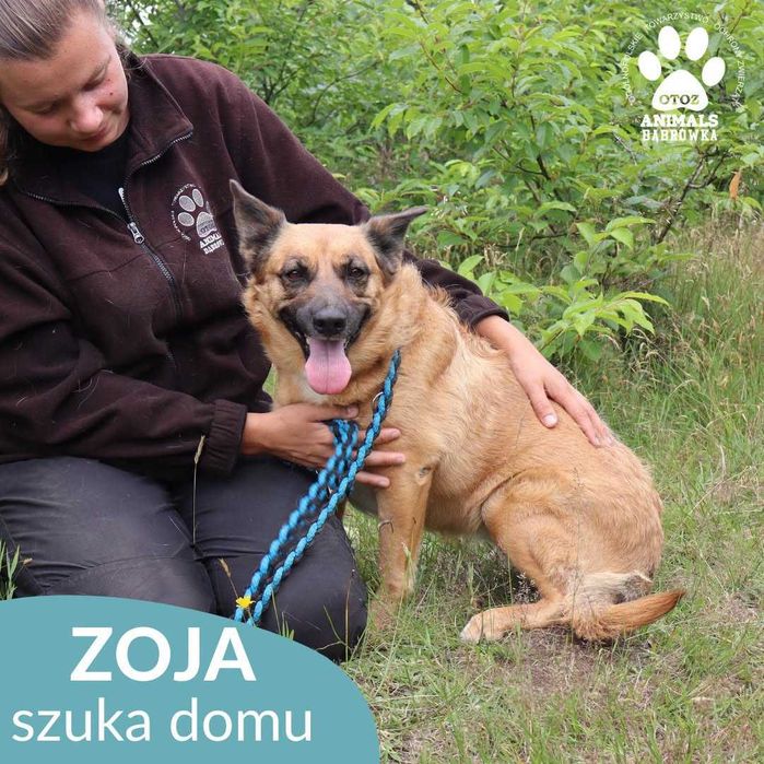 Zoja szuka domu !