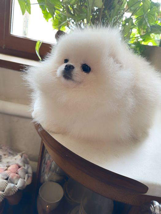 Супер кровi,в’язка i/о