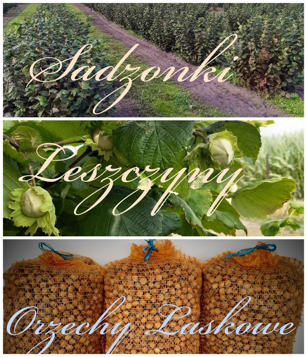 Sadzonki Leszczyny