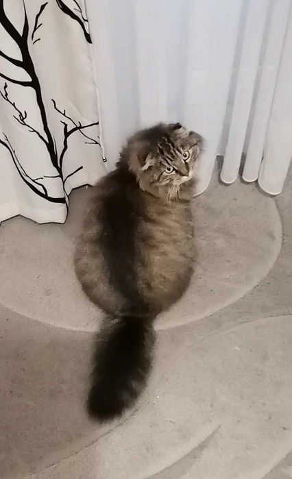 Кішка потребує нового житла