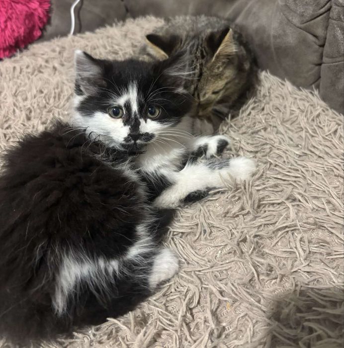 Котики шукають родину