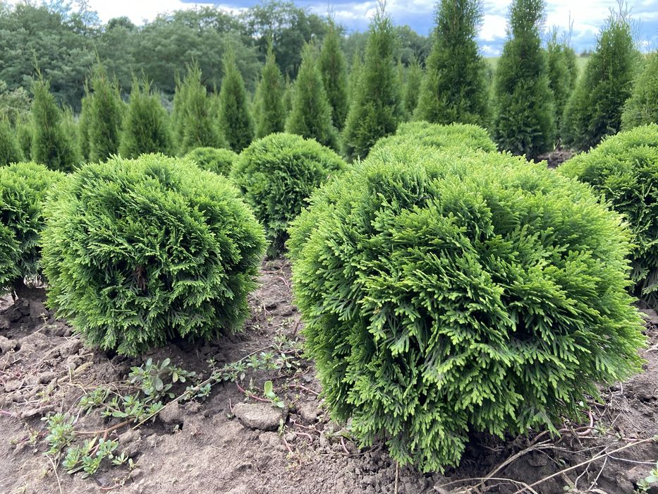 Туї, ялівець, самшит