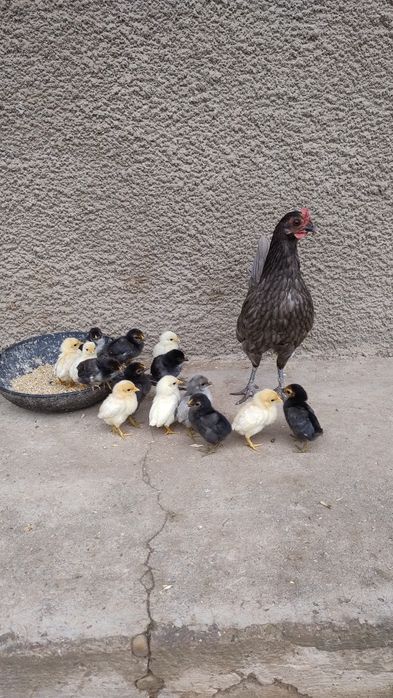 Продам курчат і курок Американок