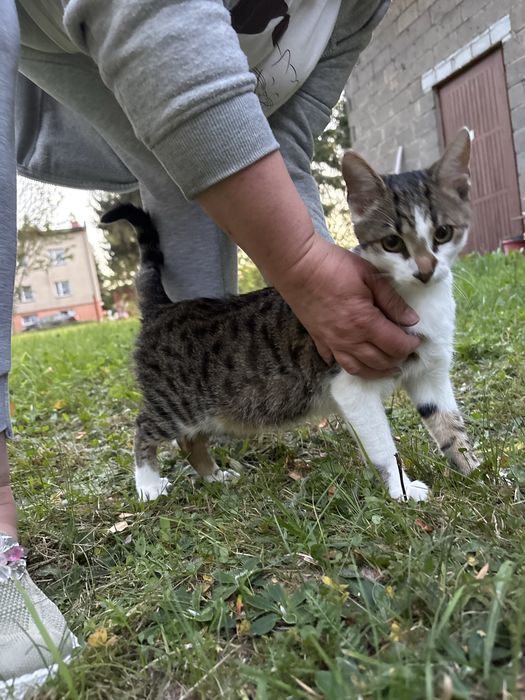 Kotek szuka domu pokochaj proszę
