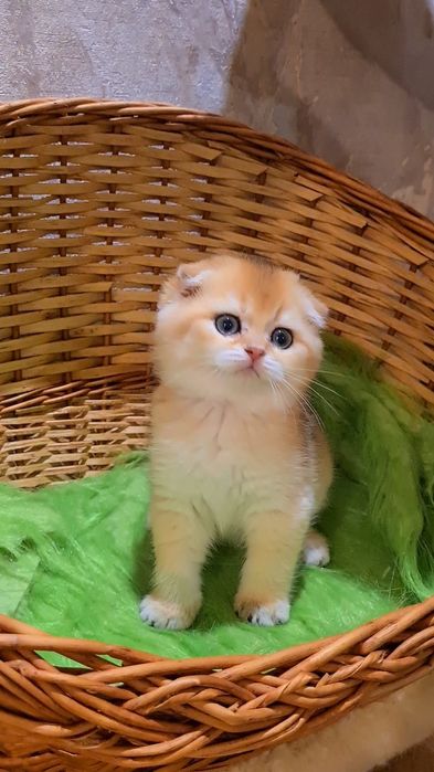 Шикарный котик готов к переезду