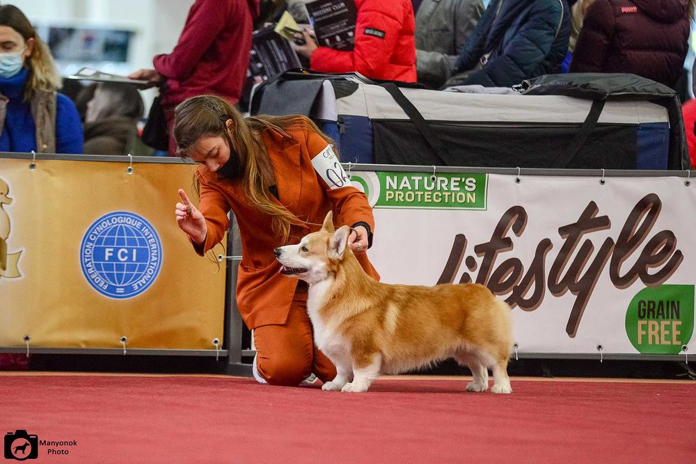 Кобель вельш корги пемброк, тестирован . Закрыл интерчемпиона.