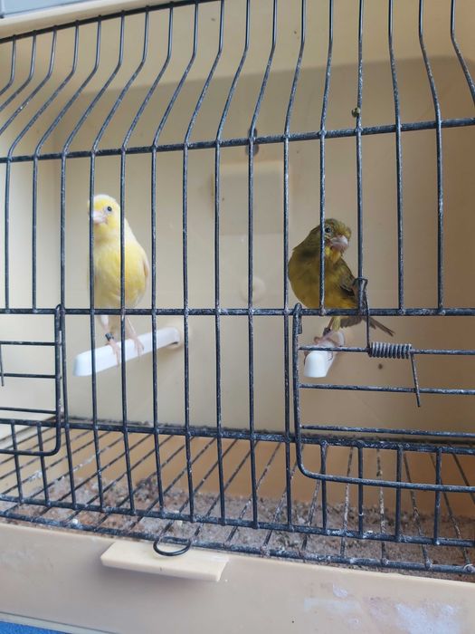 Canarios raça Espanhola