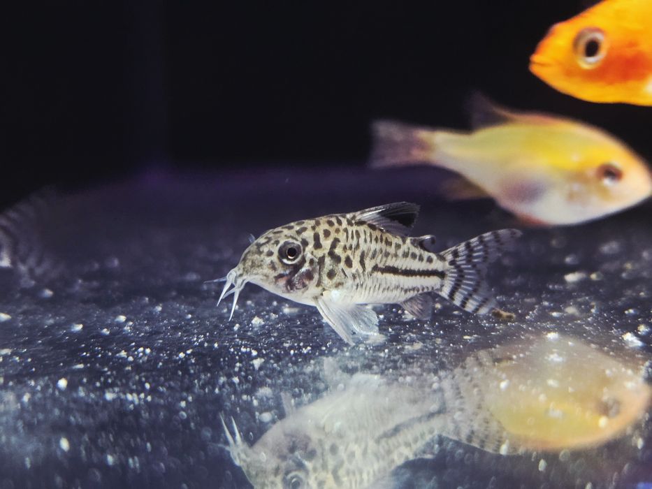 Kirysek juli/ kiryski nakrapiane/ corydoras julii