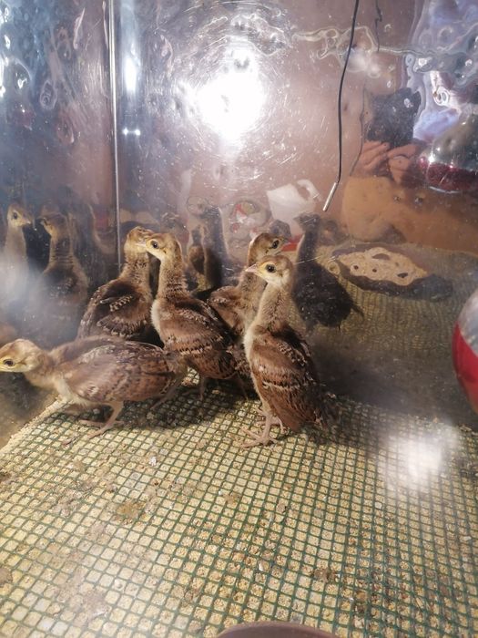 Pavões com três mess a 30€cada