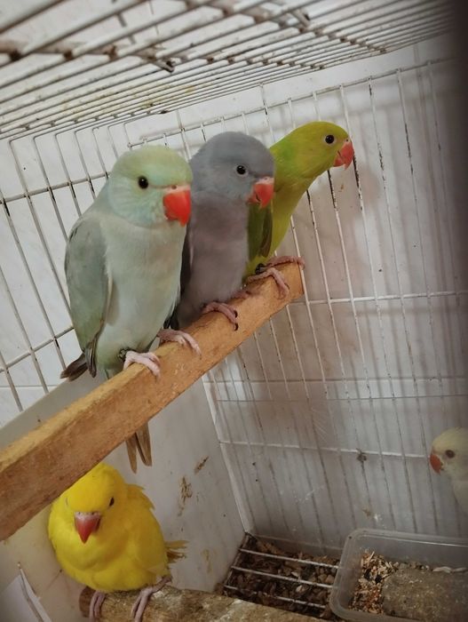 Ring necks para ceder