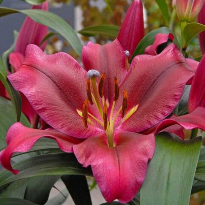 Лілії різних сортів та кольорів