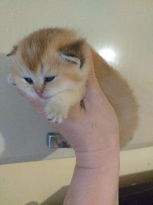 Золоті шиншили на бронь