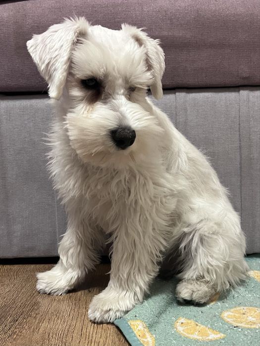 Цуценята білого цвергшнауцера