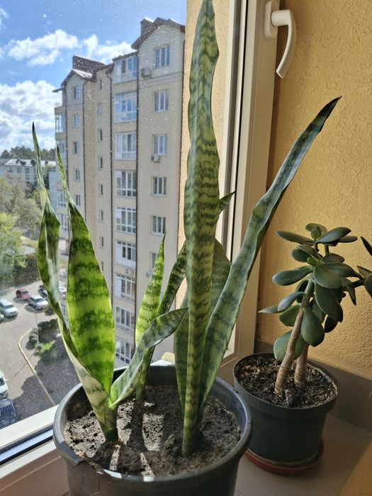 Сансевієрія Гілд Ейдж