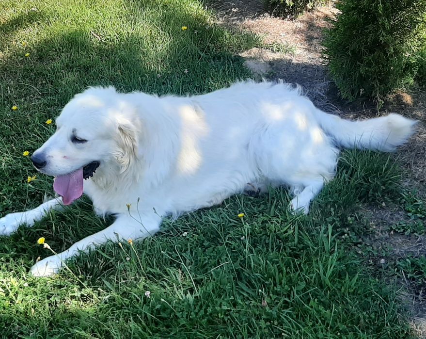 Golden Retriever ZHPR UCI