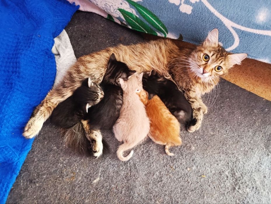 Кошенята, котики руді, смугасті віддам в добрі руки 1 місяць Харків