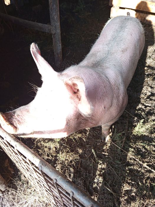 Vendo porca com 8 meses