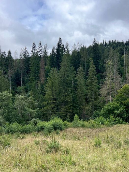 Земля Карпати Микуличин 25 сот біля потічка, будівництво,норм дорога