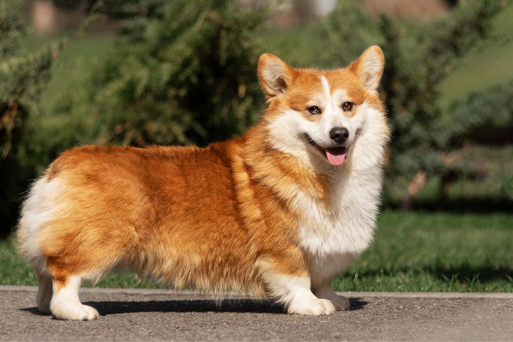 Вязка Корги