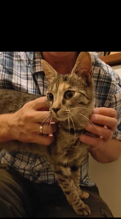 Młodziutka radosna kotka z FeLV do adopcji