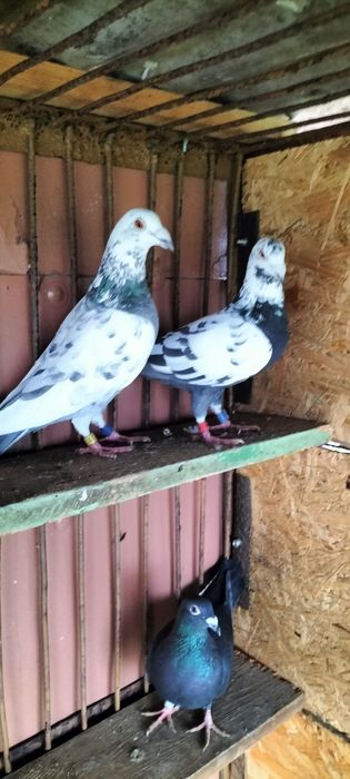 Gołębie pocztowe: tygrysy i mulemansy