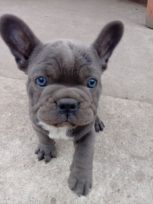 Buldog francuski piesek