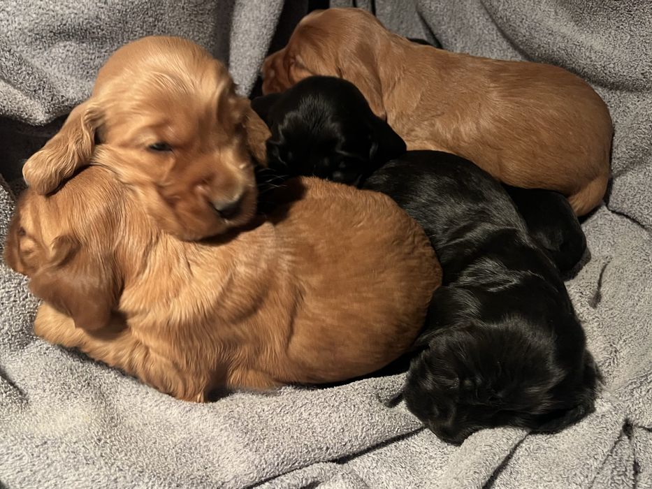Cocker spaniel cudowny szczeniak