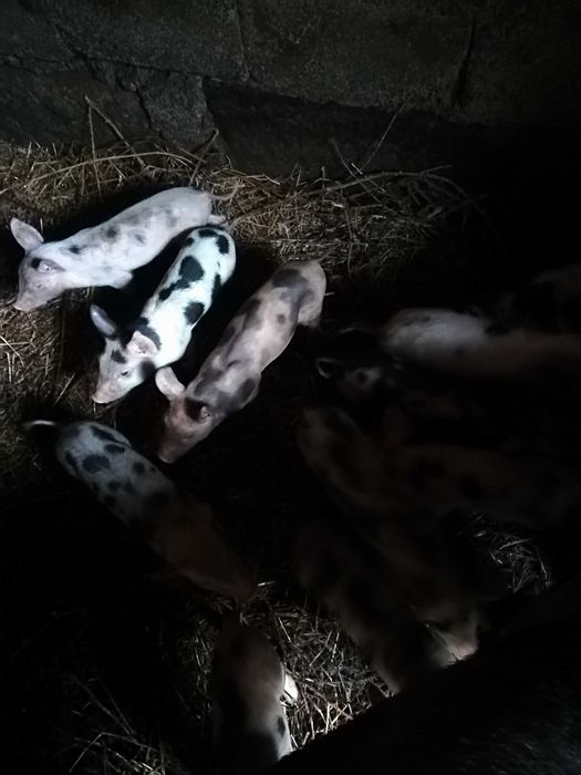 Leitoes de boa qualidade