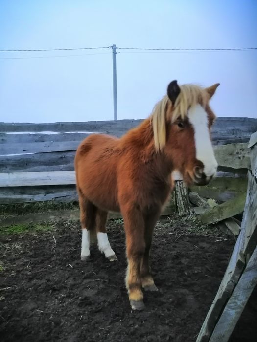 Жеребчик поні Ред