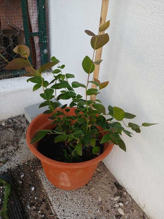 Planta de Mirtilho