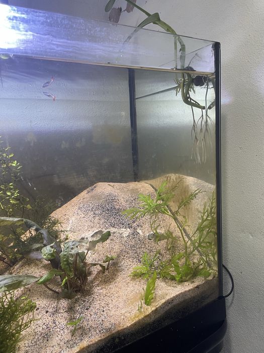 Aquário 87Litros Plantado C/ rochas e troncos + Fauna