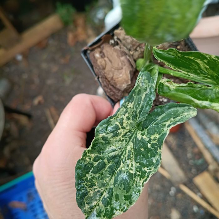 syngonium mohito/mojito