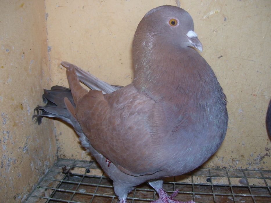 Gołębie Mięsne Kalifornijskie USA