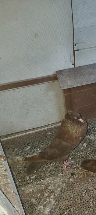 Gołębie ozdobne karłacz