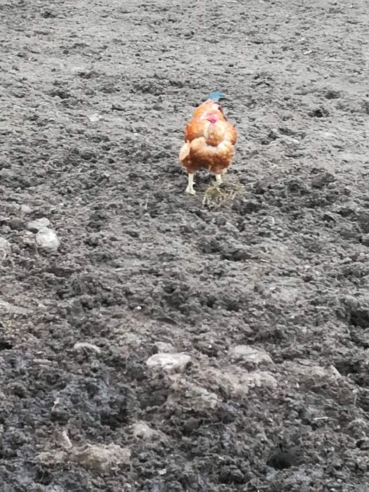 Galos capoes caseiros