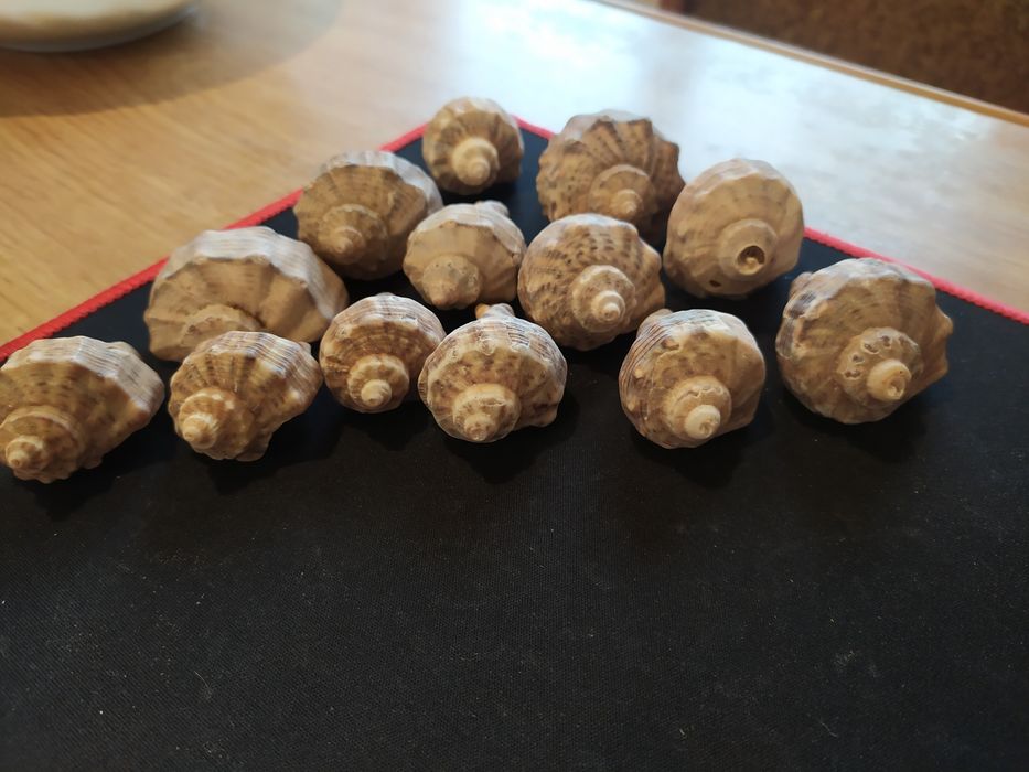 Ракушки морські для акваріума, декора.