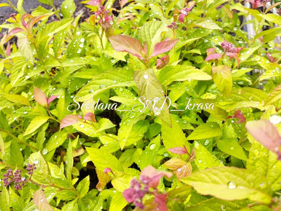 Спірея Голдфлейм, спирея голдфлейм, Gold Flame, ЗКС