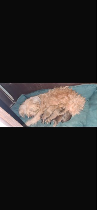 Pieski szczeniaki za darmo