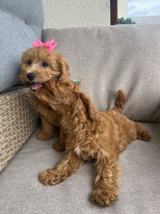 Suczka cavapoo gotowa do odbioru