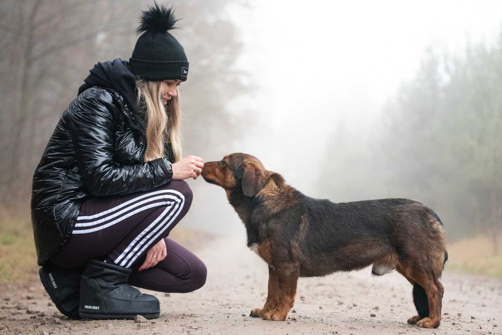 Raviolino: mądry, zdystansowany beaglowaty piękniś