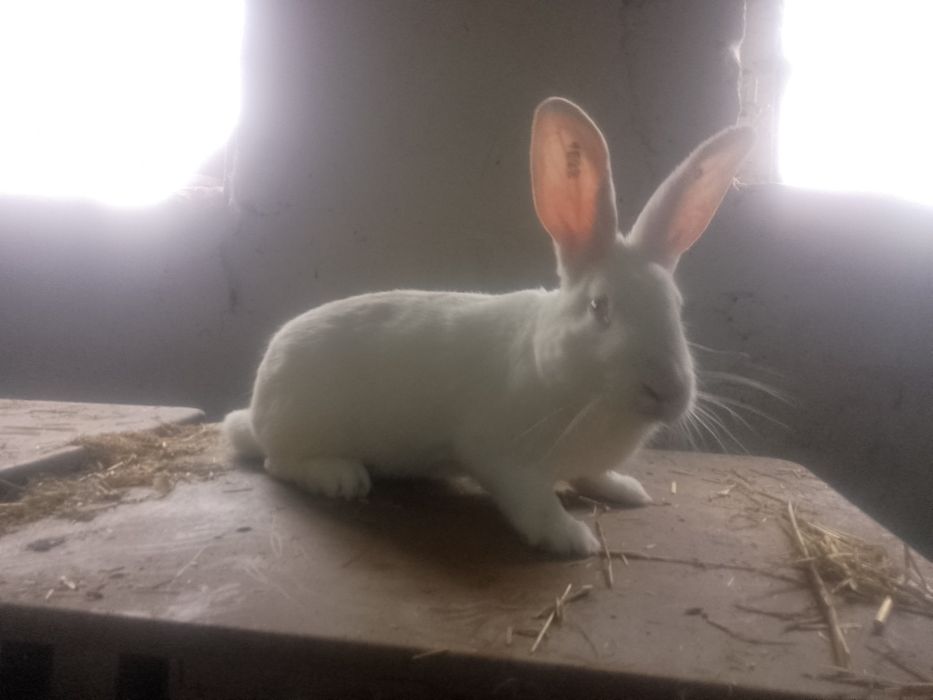 Króliki TERMONDZKIE Termondzki Biały samce króliki