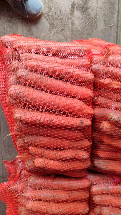 Pietruszka marchew selery