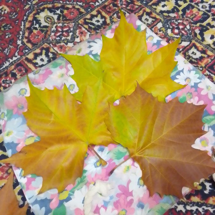 Репетитор з української мови