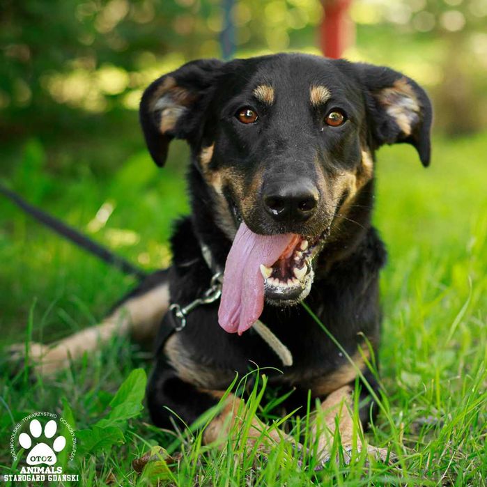 Młody samiec Liroy chciałby opuścić schronisko!