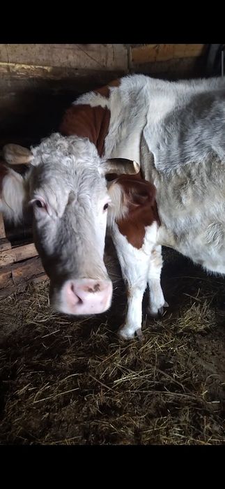 Продаються корови