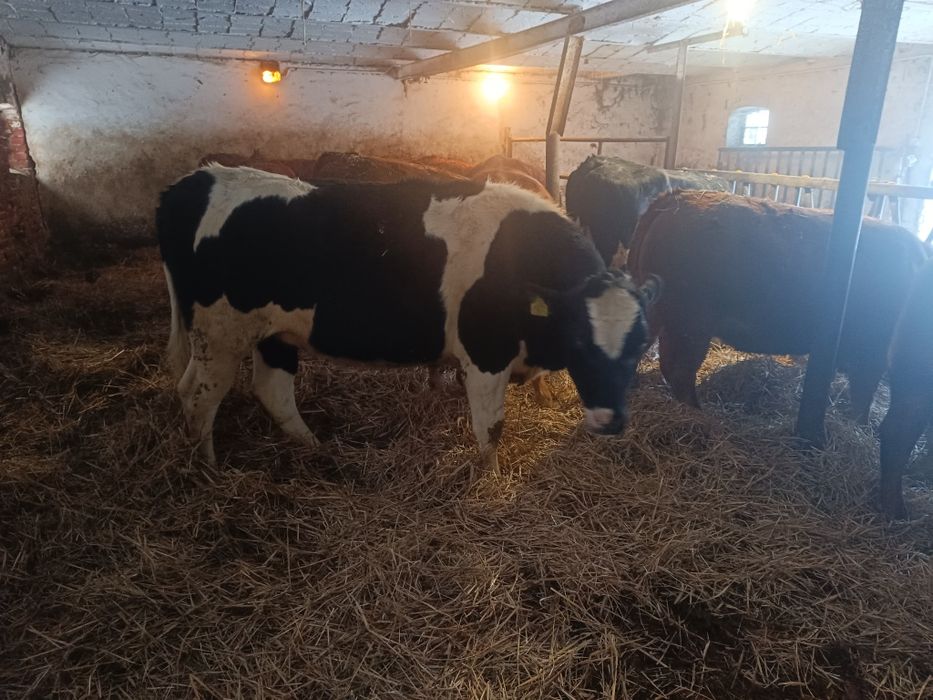 Jałówki bydło odsadki
